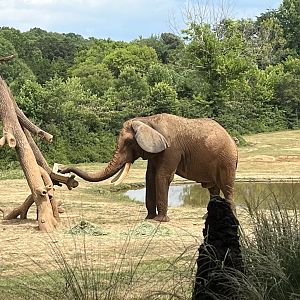 Louie opening a goodie box