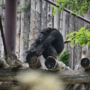 Chimpanzee