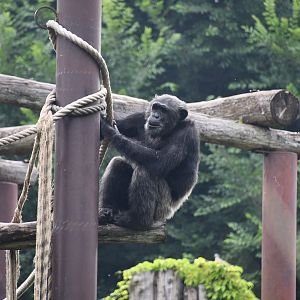 Chimpanzee