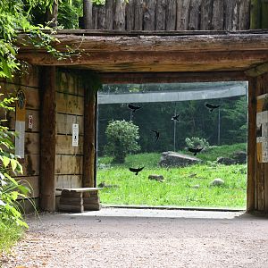 Barbary Apes exhibit