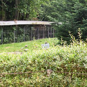 Barbary Apes exhibit