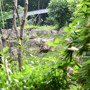 Barbary Apes exhibit