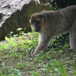 Barbary Ape