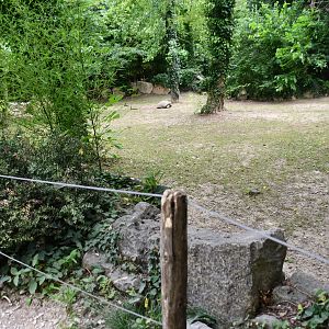 Sulcata Tortoise exhibit