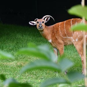 Sitatunga