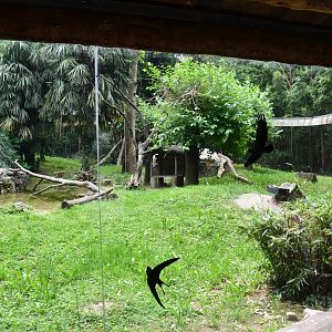 l'Hoest's Guenon exhibit