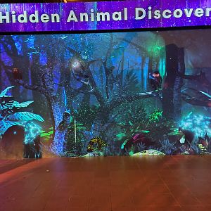 "Hidden Animal Discovery" Secret Wild-erland