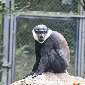 l'Hoest's Guenon