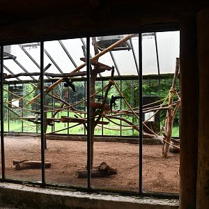 Ring-tailed Lemurs indoor exhibit
