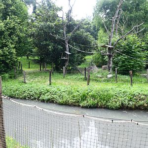 Ring-tailed Lemurs exhibit