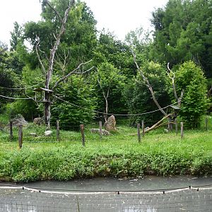 Ring-tailed Lemurs exhibit