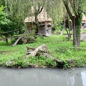 Red-bellied Lemur exhibit