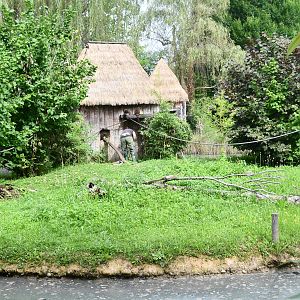 Red-bellied Lemur exhibit