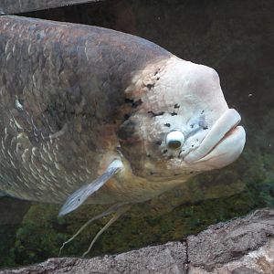 Giant gourami