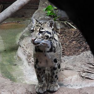 Clouded leopard