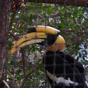 Great hornbill