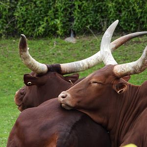 Watusi