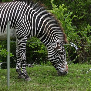 Grevy's zebra