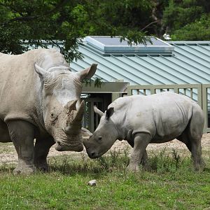 White rhinoceroses