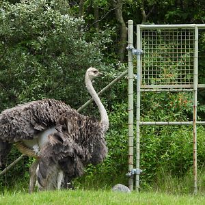 Ostrich