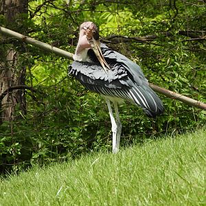 Marabou stork