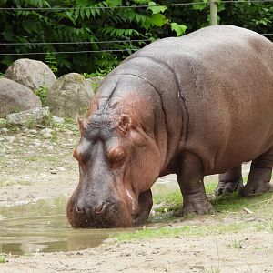 River hippopotamus