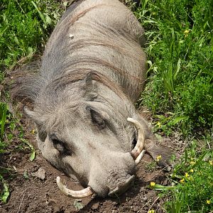 Common warthog