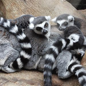 Ring-tailed lemurs