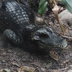 Dwarf crocodile