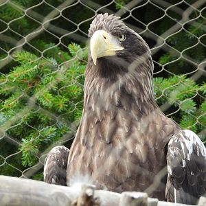 Steller's sea eagle