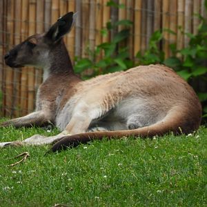 Western grey kangaroo