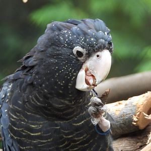 Red-tailed black cockatoo