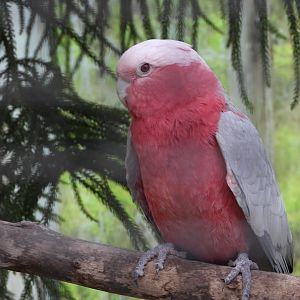 Galah