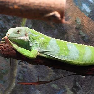 Lau banded iguana