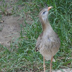 Red-legged seriema