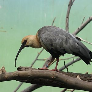 Bronx Zoo - Theristicus Ibis