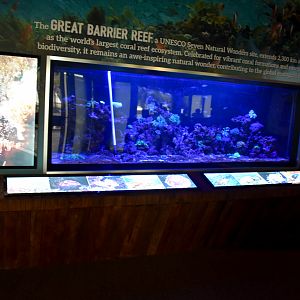 Cairns Koalas and Creatures (opened in 2024): Reef Tank