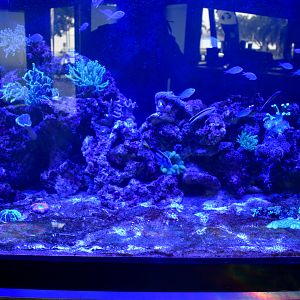 Cairns Koalas and Creatures (opened in 2024): Reef Tank