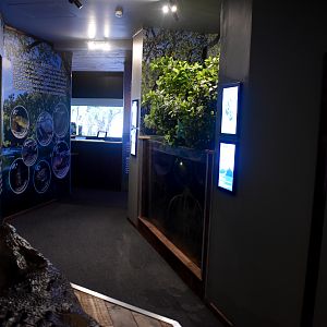Cairns Koalas and Creatures (opened in 2024): mangrove tank