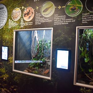 Cairns Koalas and Creatures (opened in 2024): Boyd's Forest Dragon, White-lipped Tree-Frog and Stick insect exhibits