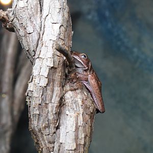 Cairns Koalas and Creatures (opened in 2024): White-lipped Tree-Frog