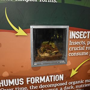 Cairns Koalas and Creatures (opened in 2024): millipede tank