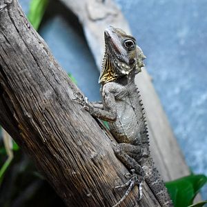 Cairns Koalas and Creatures (opened in 2024): Boyd's Forest Dragon