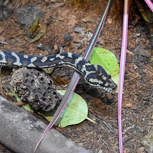 Cairns Koalas and Creatures (opened in 2024): Jungle Carpet Python