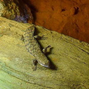 Cairns Koalas and Creatures (opened in 2024): Pygmy Spiny-tailed Skink