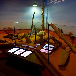 Cairns Koalas and Creatures (opened in 2024): Eastern Bearded Dragon/Frill-necked Lizard/Eastern Bluetongue Lizard  enclosure