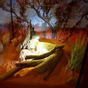 Cairns Koalas and Creatures (opened in 2024): Pygmy Spiny-tailed Skink enclosure