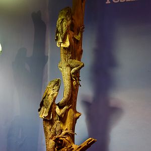 Cairns Koalas and Creatures (opened in 2024): Frill-necked Dragons