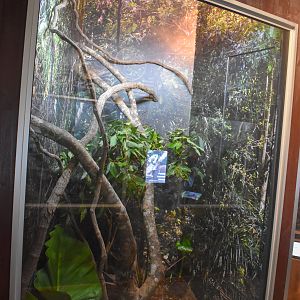 Cairns Koalas and Creatures (opened in 2024): Jungle Carpet Python enclosure