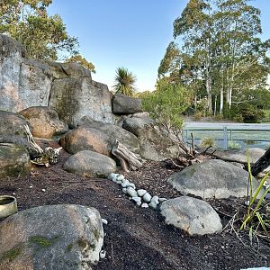 Slender-tailed Meerkat Exhibit